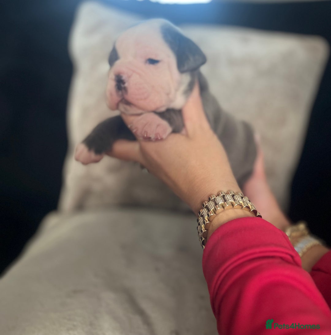 Old Tyme Bulldog dogs for sale: Rainbow litter of stunning old tyme bulldogs  - Image 2