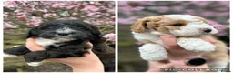 Bordoodle dogs for sale: Quality Miniature F1b Bordoodles  - Advert 2