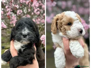 Bordoodle dogs Quality Miniature F1b Bordoodles - Advert 15