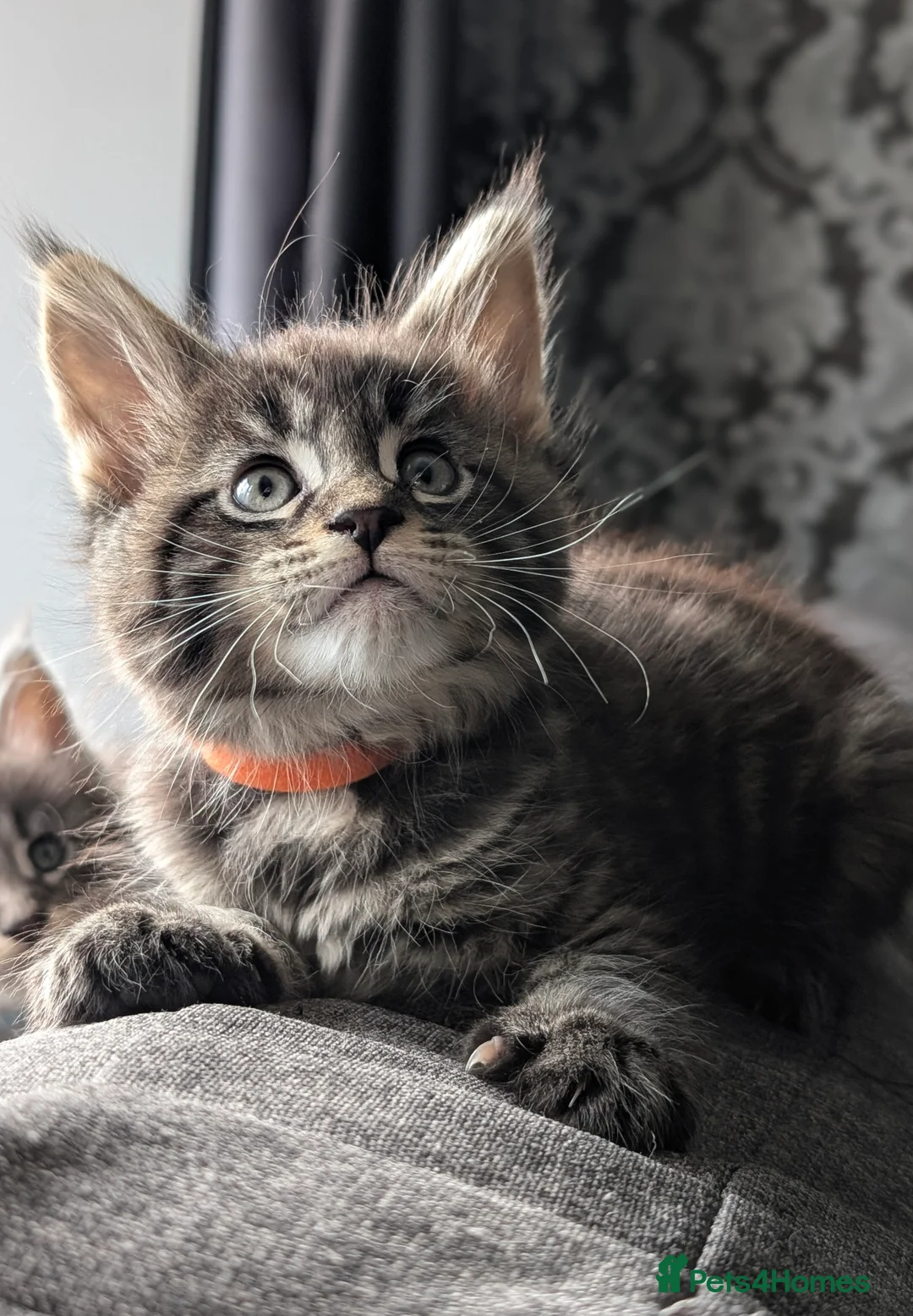 Maine Coon cats for sale: Little balls of fur looking for their new home - Advert 5