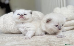 Ragdoll cats for sale: BLUE POINT RAGDOLL KITTENS - Image 11
