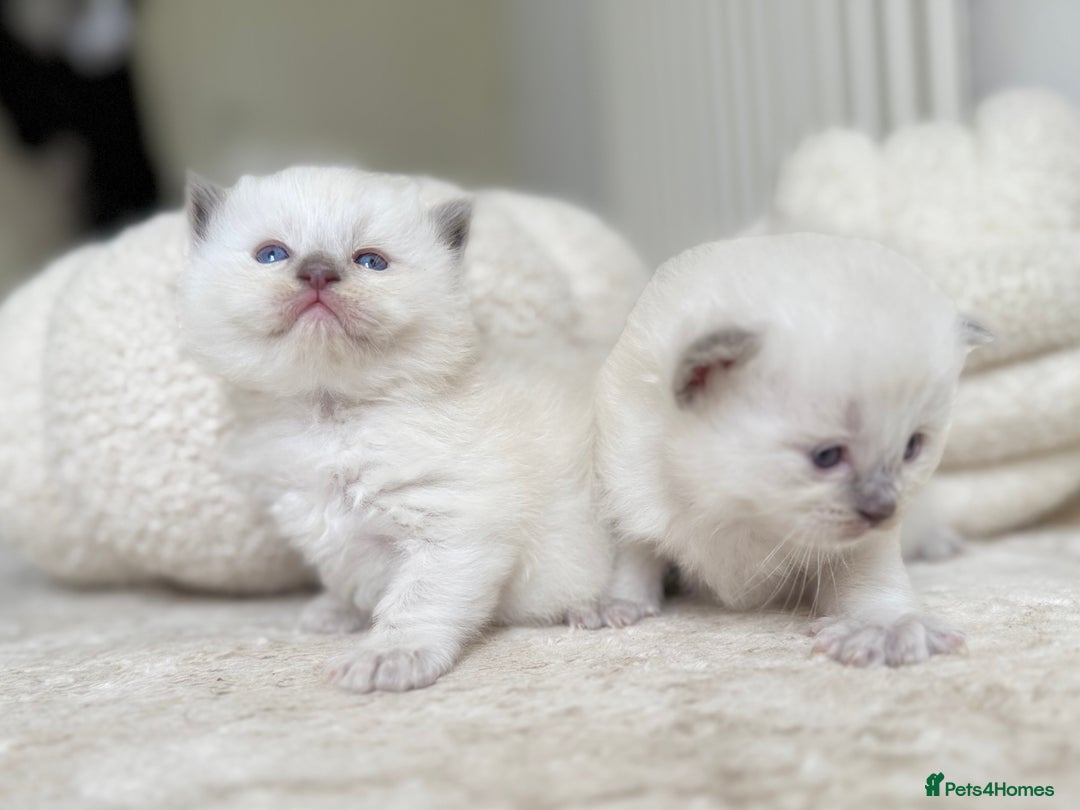 Ragdoll cats for sale: BLUE POINT RAGDOLL KITTENS - Image 11