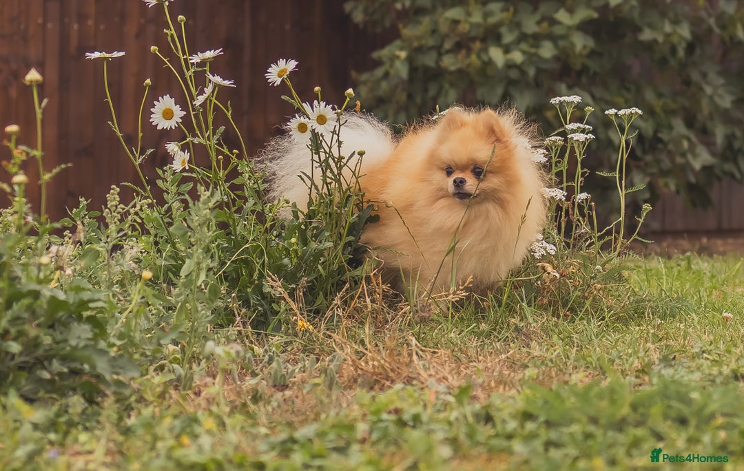 Pomeranian dogs for stud: Prince George Bridgeton 👑 - Image 10