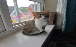 Singapura cats for sale: Accidental Singapura x Abyssinian x Moggie in Lowestoft - Image 16