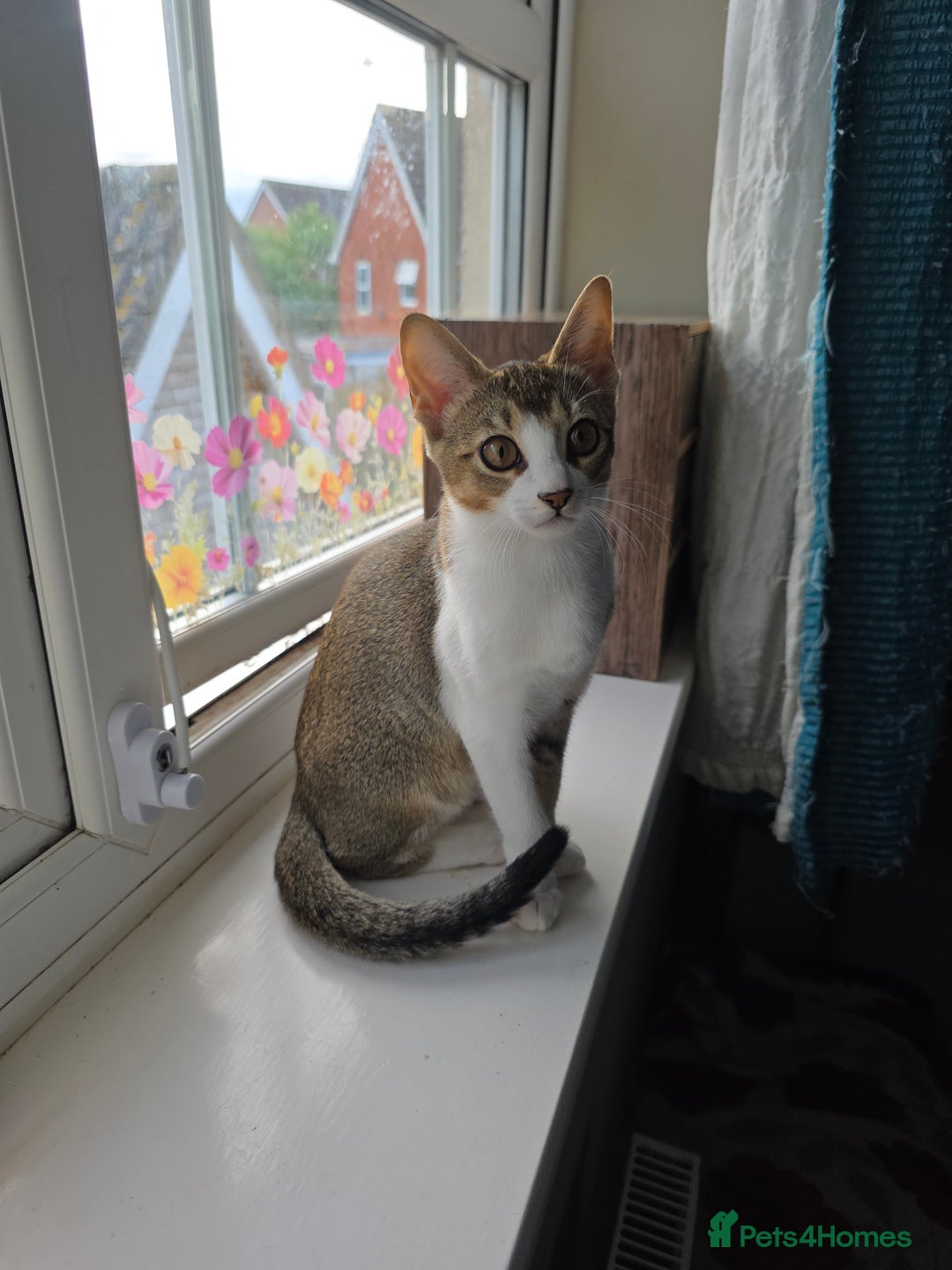 Singapura cats for sale: Accidental Singapura x Abyssinian x Moggie in Lowestoft - Image 16