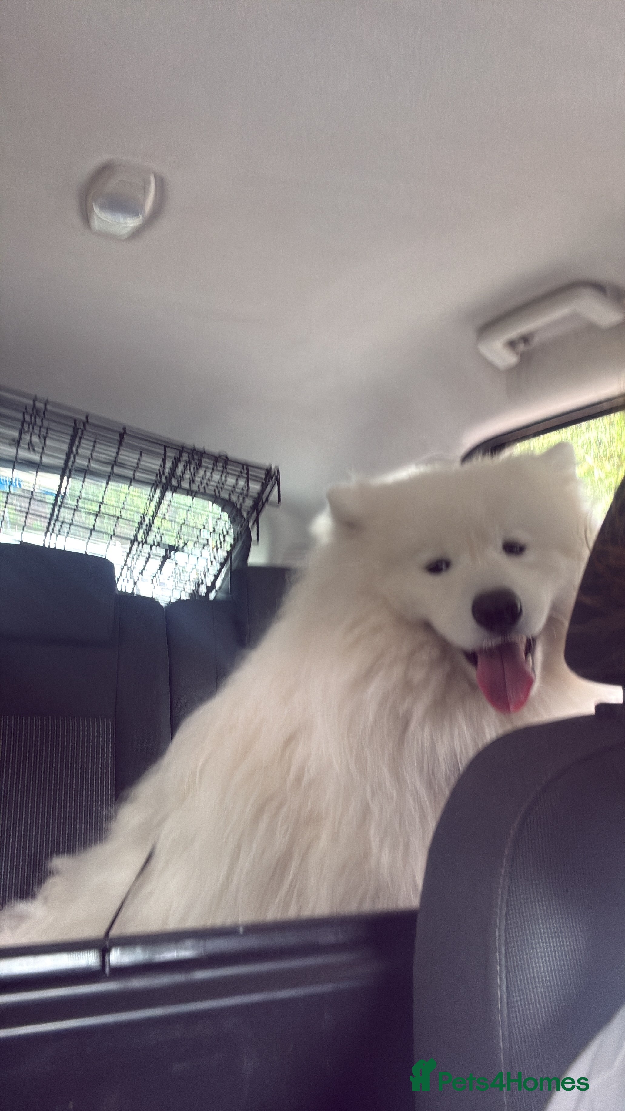 Samoyed dogs for sale: 1 year old Samoyed  - Advert 2
