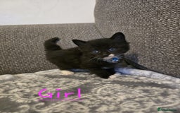 British Shorthair cats for sale: British Shorthair x Maine Coon  - Image 3