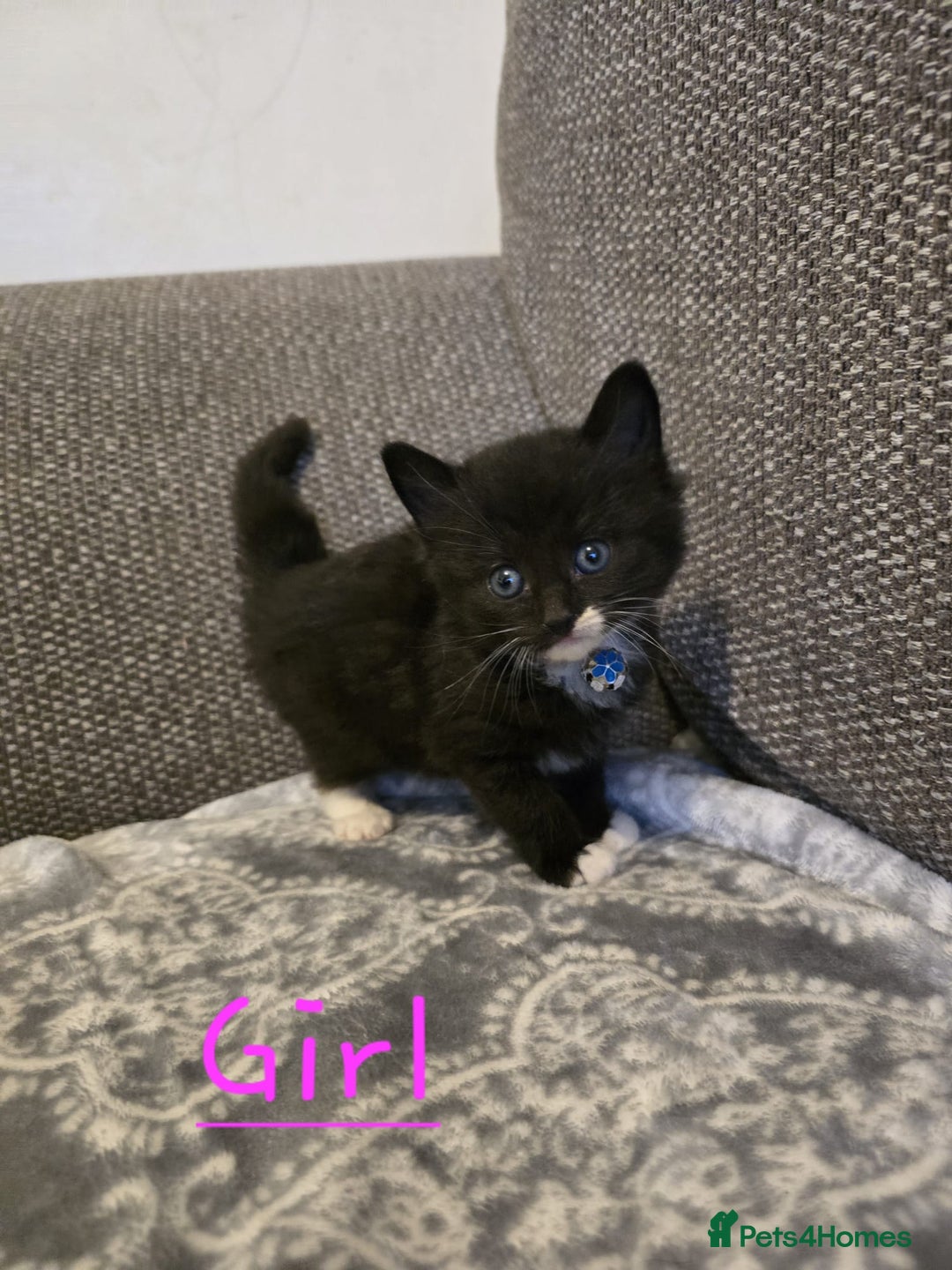 British Shorthair cats for sale: British Shorthair x Maine Coon  - Image 3