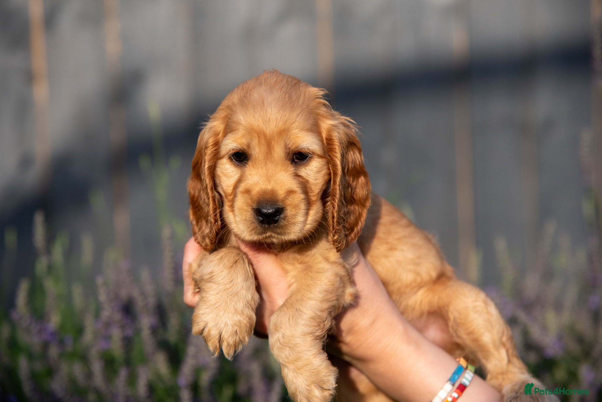 Cocker Spaniel dogs READY SOON🐾 EASTDRAY X SIMBAWOOD🐾 3 GIRLS 3 BOYS - Advert 1