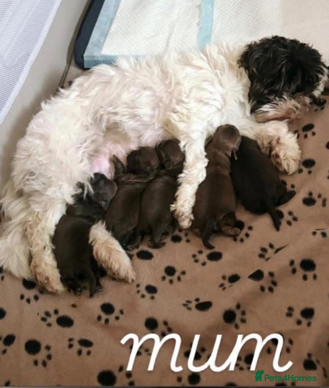 Shih Tzu dogs Beautiful litter of chocolate Shih Tzu puppies! - Advert 2