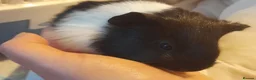 Guinea Pig rodents for sale: Two Young Guinea Pigs - Advert 2