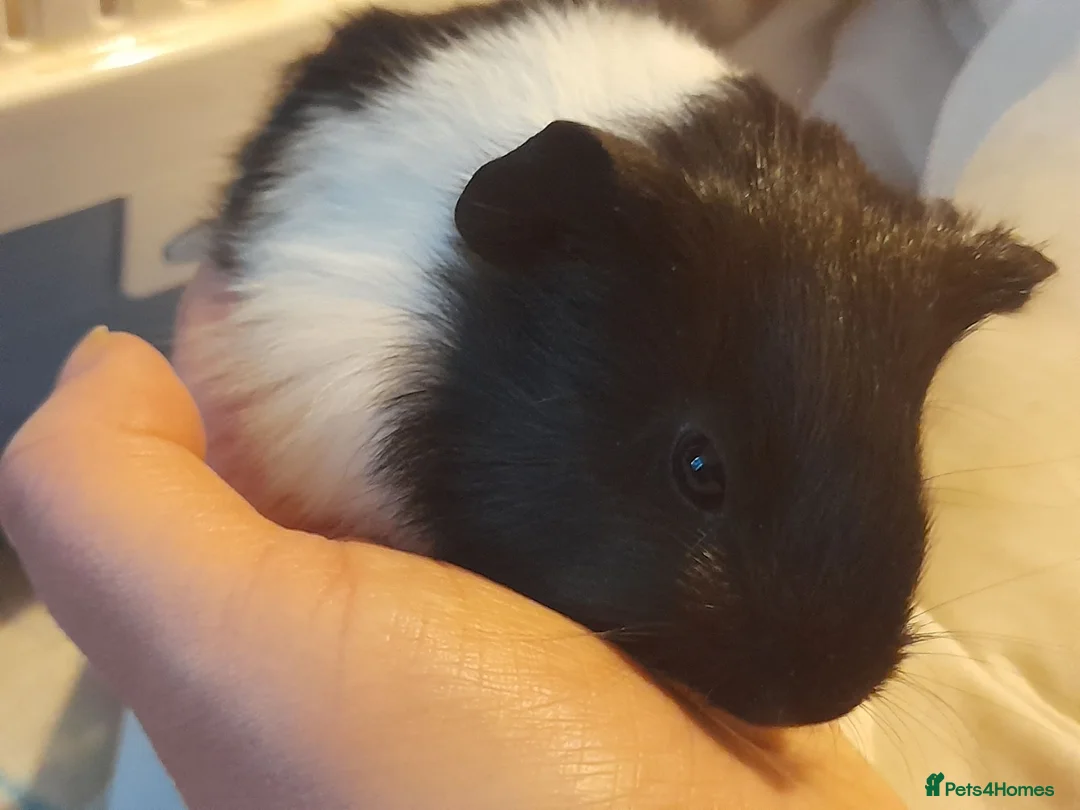Guinea Pig rodents for sale: Two Young Guinea Pigs - Advert 2