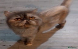 Exotic cats for sale: Beautiful exotic Persian female - Image 5