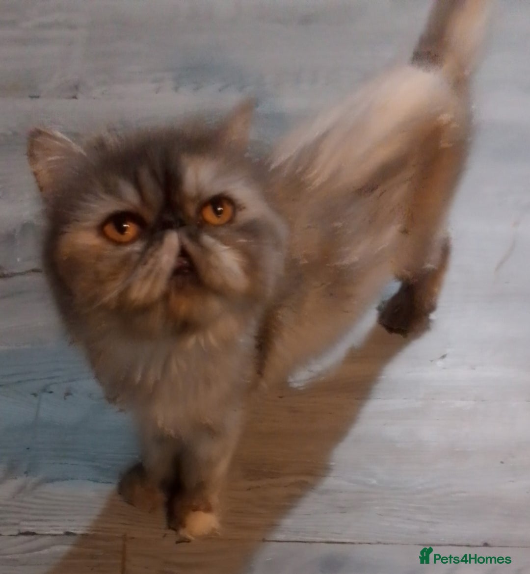 Exotic cats for sale: Beautiful exotic Persian female - Image 5