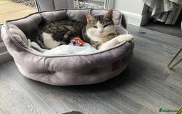 Domestic Shorthair cats for sale: 6 year old female - Image 5