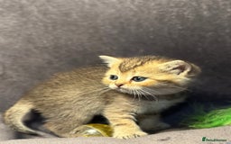 British Shorthair cats for sale: TICA Chunky Golden/Blue Golden BritishSH kittens  - Image 13