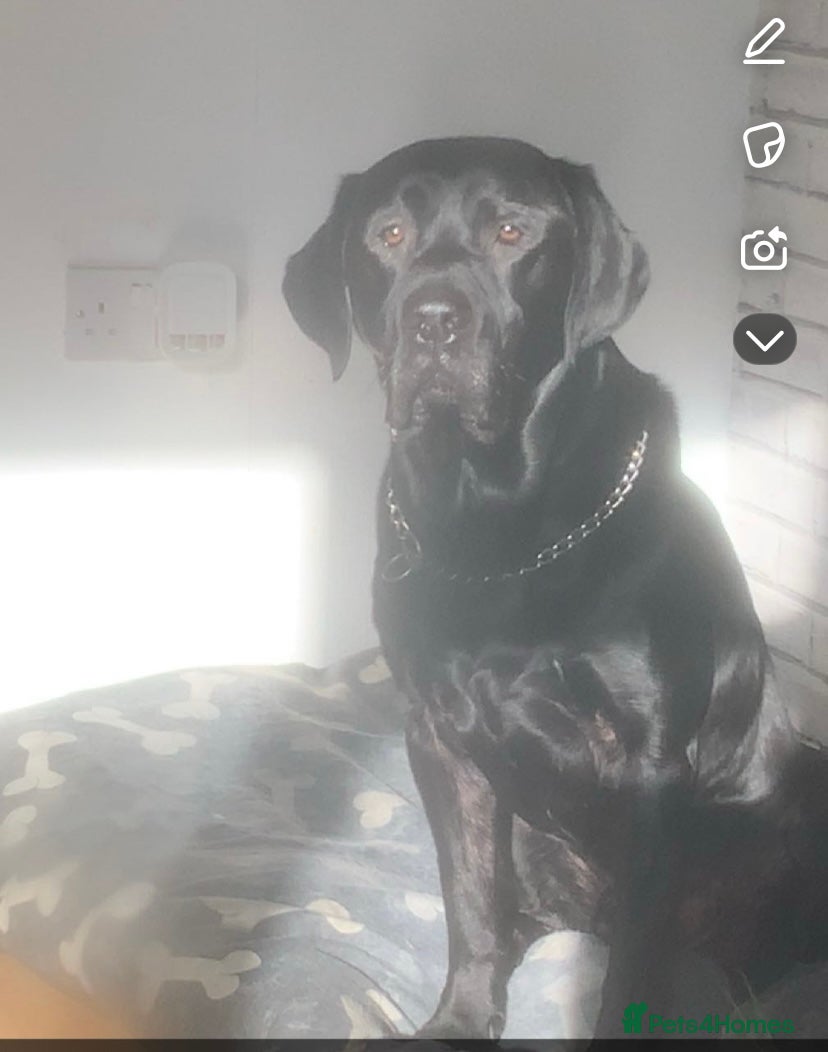 Labrador Retriever dogs Black Labrador for stud in Chorley - Advert 5