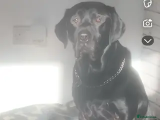 Labrador Retriever dogs Black Labrador for stud in Chorley - Advert 5