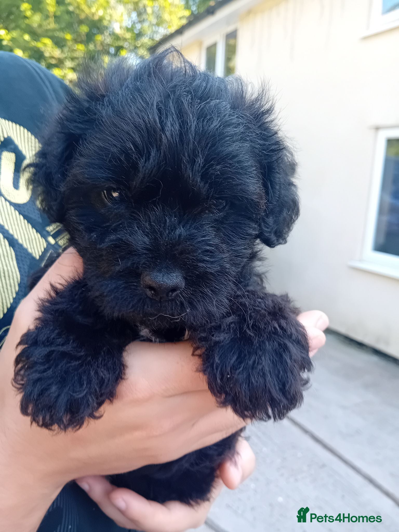 Mixed Breed dogs Borderpoo puppies - Advert 1
