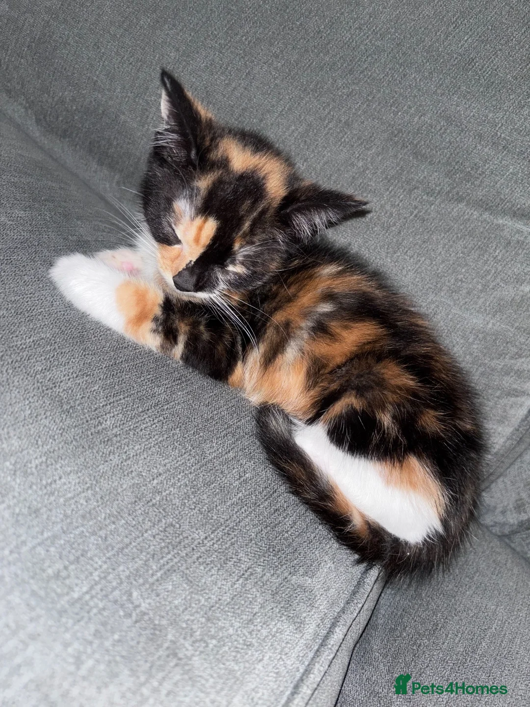 Brazilian Shorthair cats for sale: 8 week old beautiful female and male kitten  - Advert 2