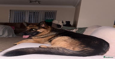 German Shepherd dogs - Advert 1