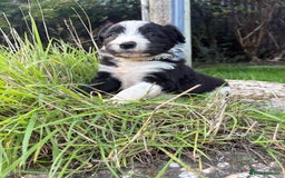 Bearded Collie dogs for sale: 🚨3/4 BEAUTIFUL BEARDIE PUPPIES 🚨 - Image 31