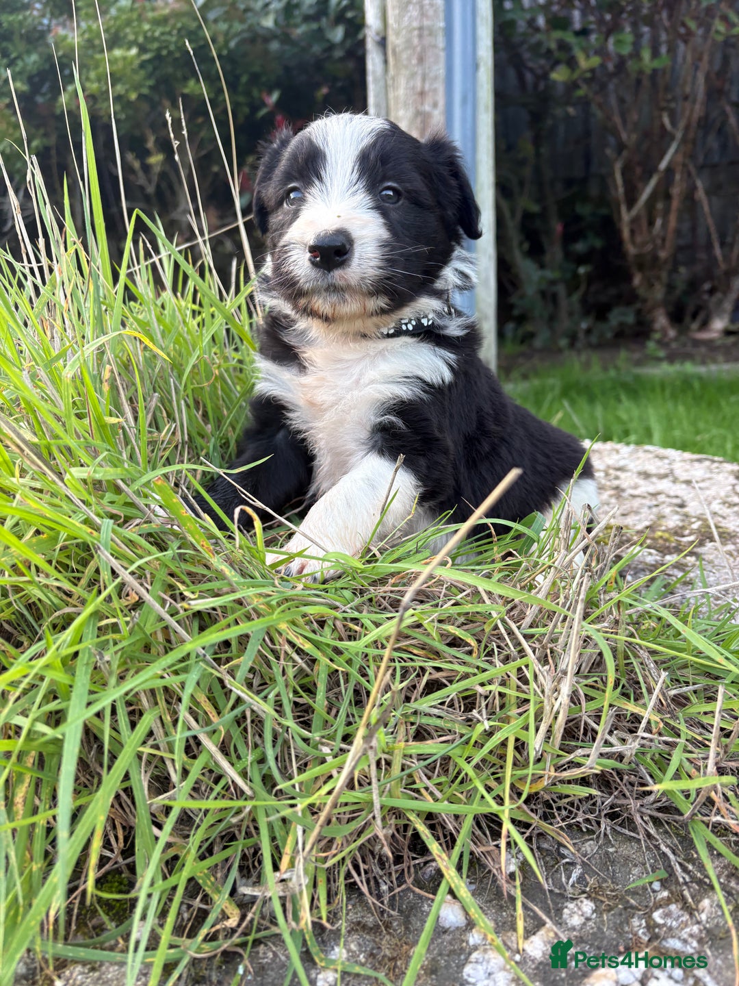 Bearded Collie dogs for sale: 🚨3/4 BEAUTIFUL BEARDIE PUPPIES 🚨 - Image 31