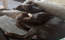 Sprocker dogs for sale: 2 year old Sprocker  - Image 6