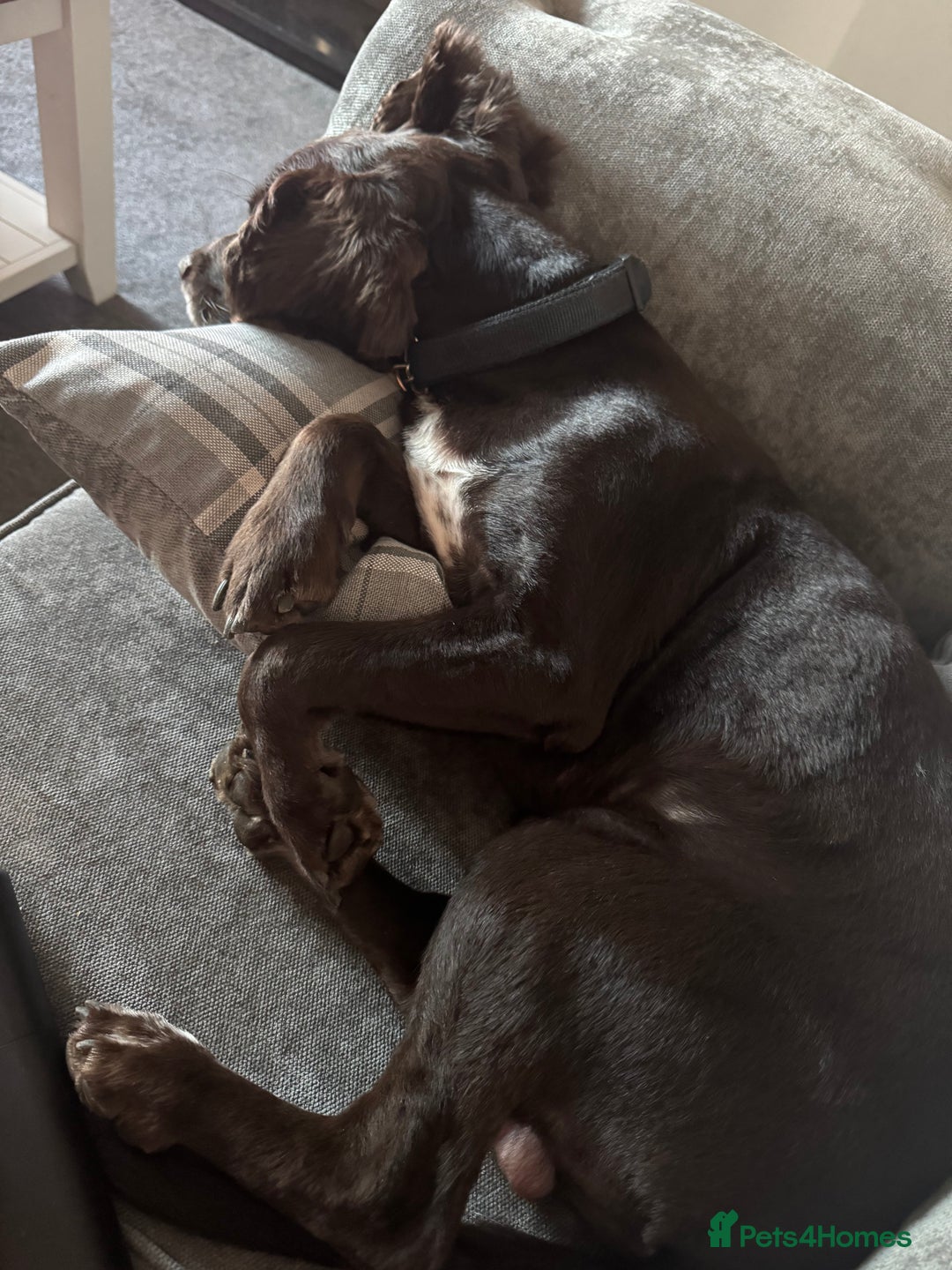 Sprocker dogs for sale: 2 year old Sprocker  - Image 6
