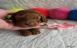 Mini Goldendoodle dogs for sale: 👑Superb Rare Toy/Mini Deepest Red Goldendoodles👑 - Image 9