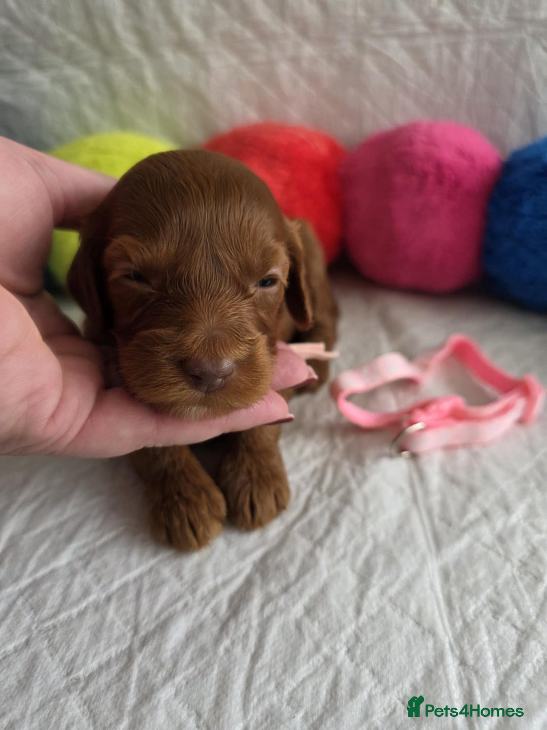 Mini Goldendoodle dogs for sale: 👑Superb Rare Toy/Mini Deepest Red Goldendoodles👑 - Image 9