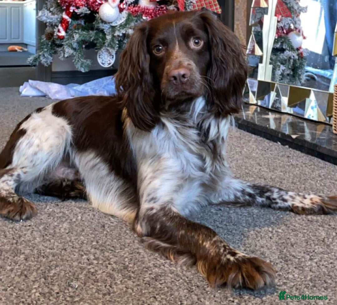 Sprocker dogs for sale: Chocolate Spaniels  - Image 8