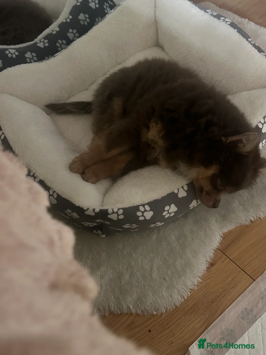 Pomeranian dogs for sale: Brown Pomeranian puppy for sale - Advert 5