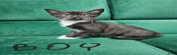 Mixed Breed cats for sale: Kittens ready for new home  - Advert 3