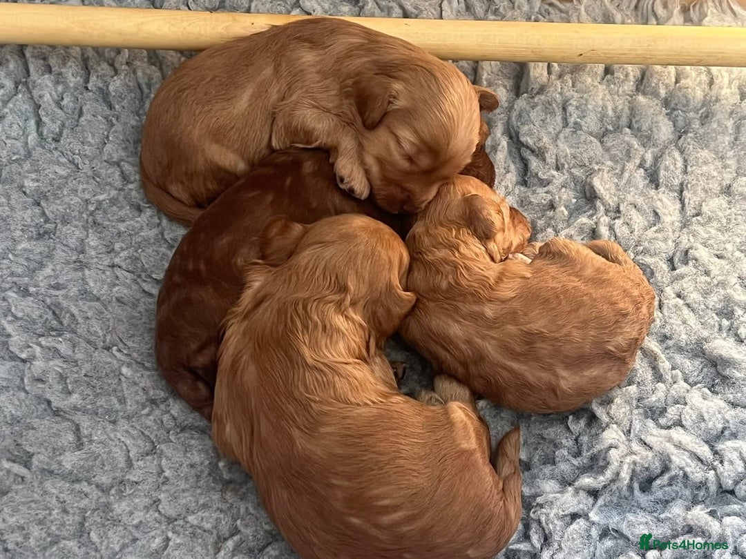 Cockapoo dogs for sale: Cockapoo puppy for sale  - Image 4
