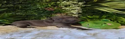Weimaraner dogs for sale: ✨KC Weimaraner litter  from Champion Bloodlines ✨ - Advert 2
