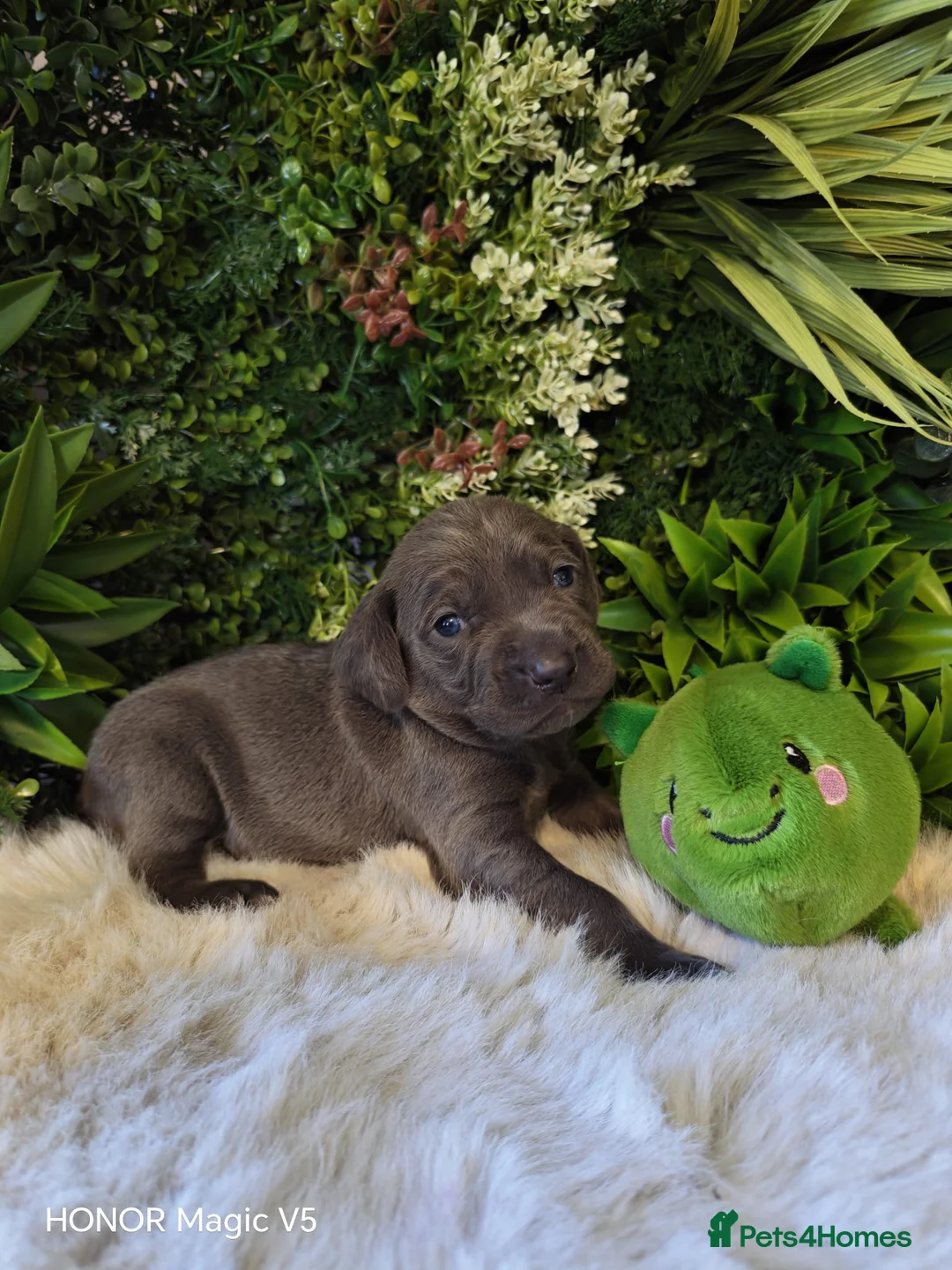 Weimaraner dogs for sale: ✨KC Weimaraner litter  from Champion Bloodlines ✨ - Advert 2