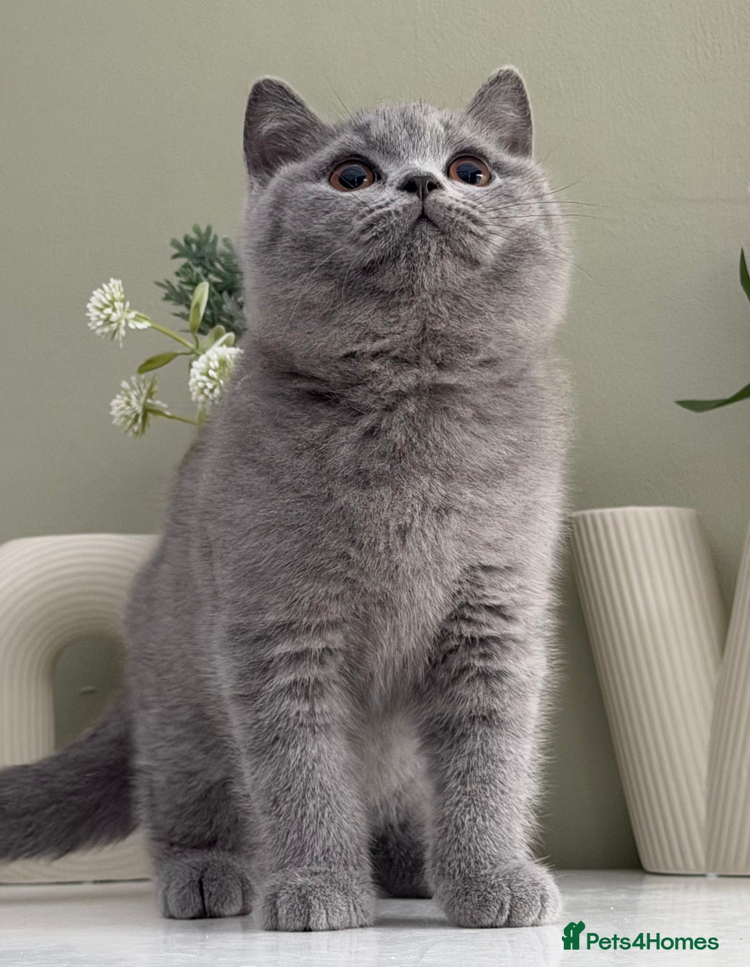 British Shorthair cats for sale: Gorgeous Quality British Kittens - Advert 4