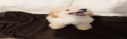 Miniature Poodle dogs for sale: Miniature Poodle Boy – 6 Months Old  - Advert 5