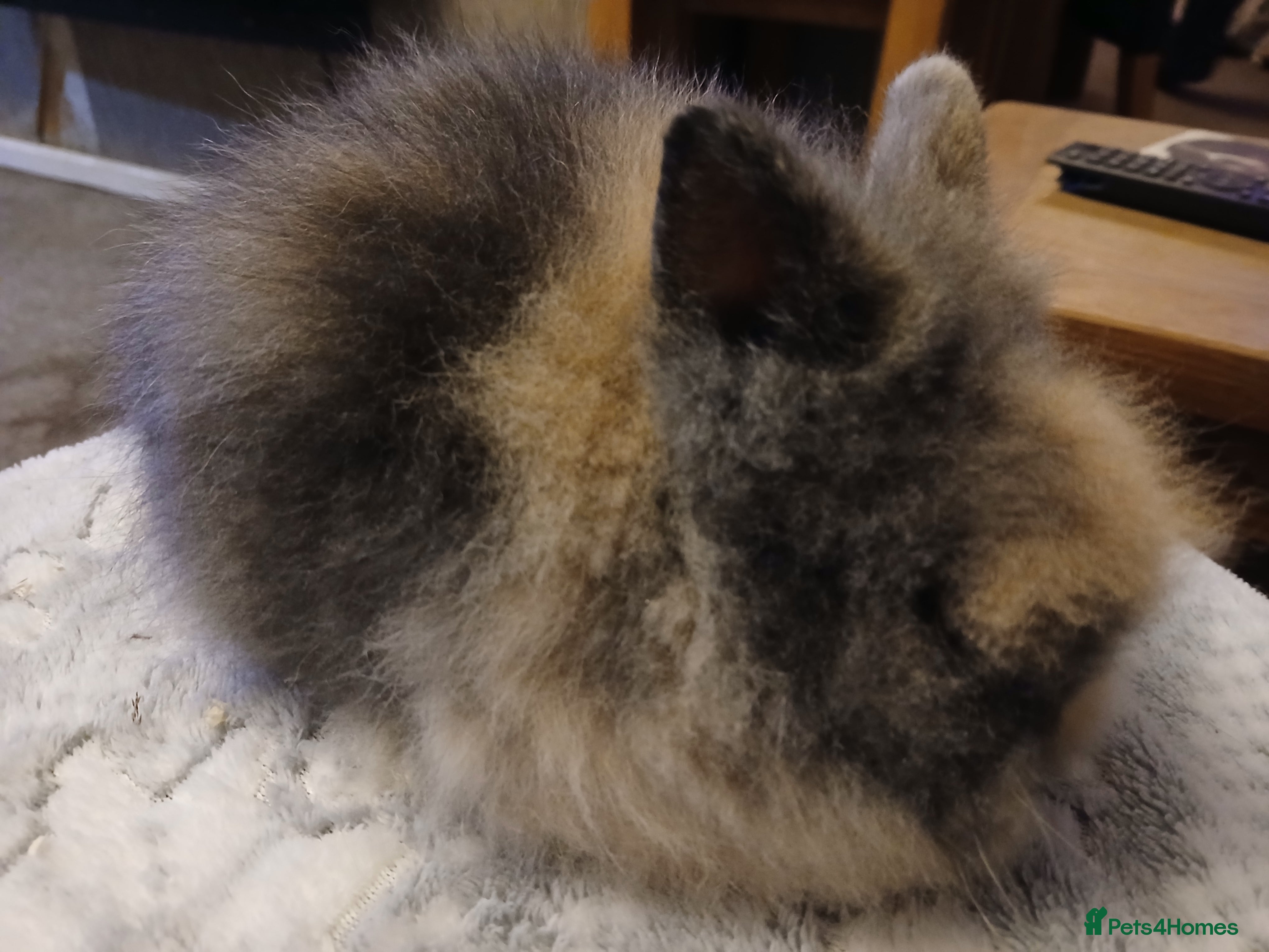 Lionhead rabbits Stunning DM Lionhead baby rabbits  - Advert 3