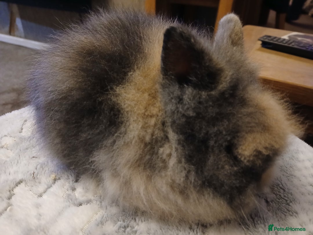 Lionhead rabbits for sale: Stunning DM Lionhead baby rabbits  - Advert 1
