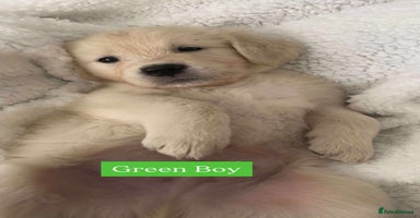 Golden Retriever dogs - Advert 13