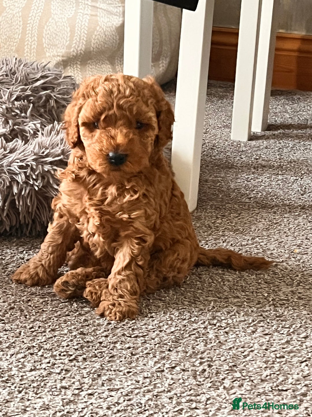 Cockapoo dogs for sale: Female Red Cockapoo Puppies  - Image 8