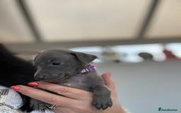 Italian Greyhound dogs for sale: Beautiful Italian Greyhound puppies - Image 12