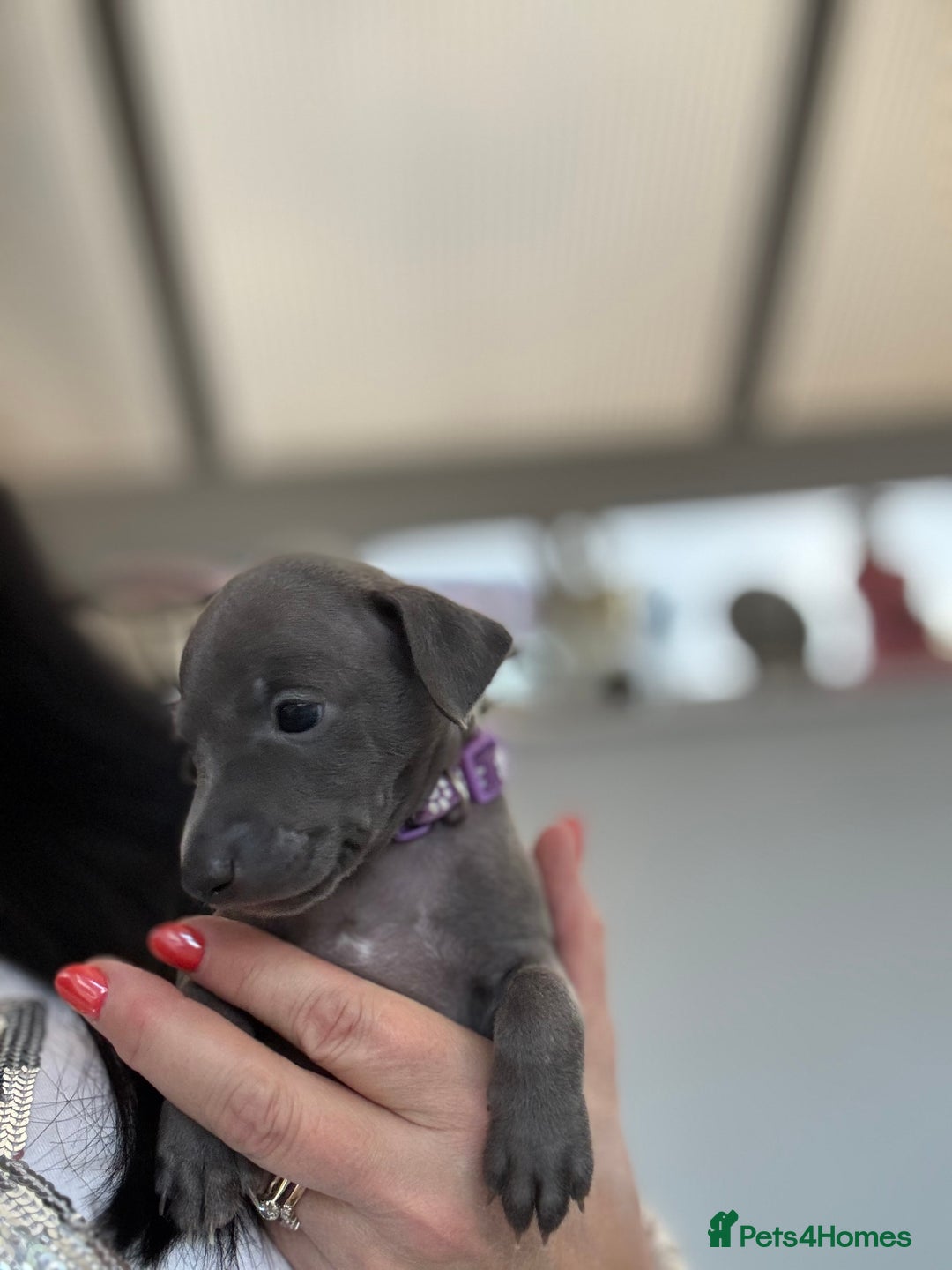 Italian Greyhound dogs for sale: Beautiful Italian Greyhound puppies - Image 12