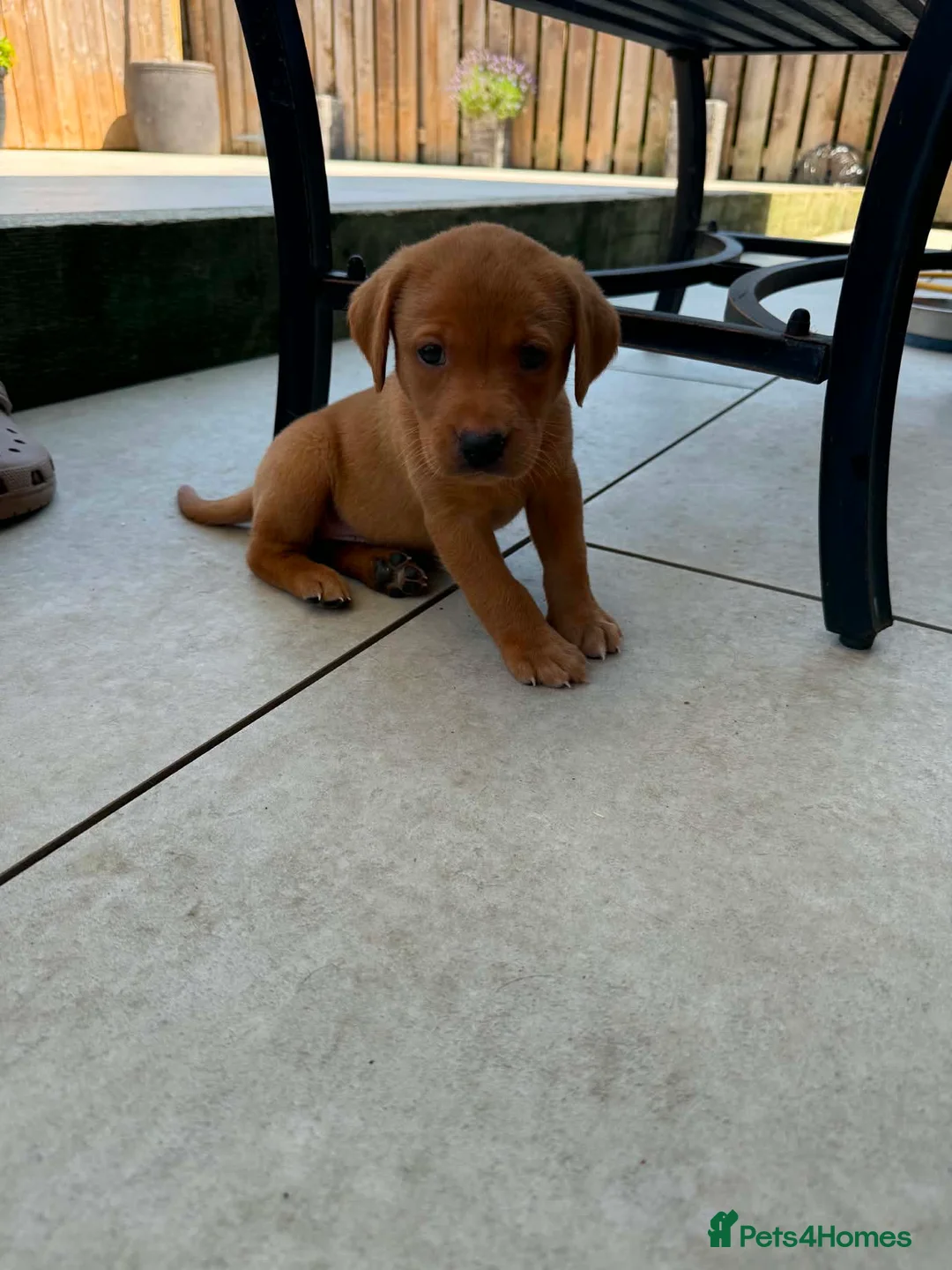 Labrador Retriever dogs for sale: Beautiful KC registered dark red Labrador puppies in York - Advert 23