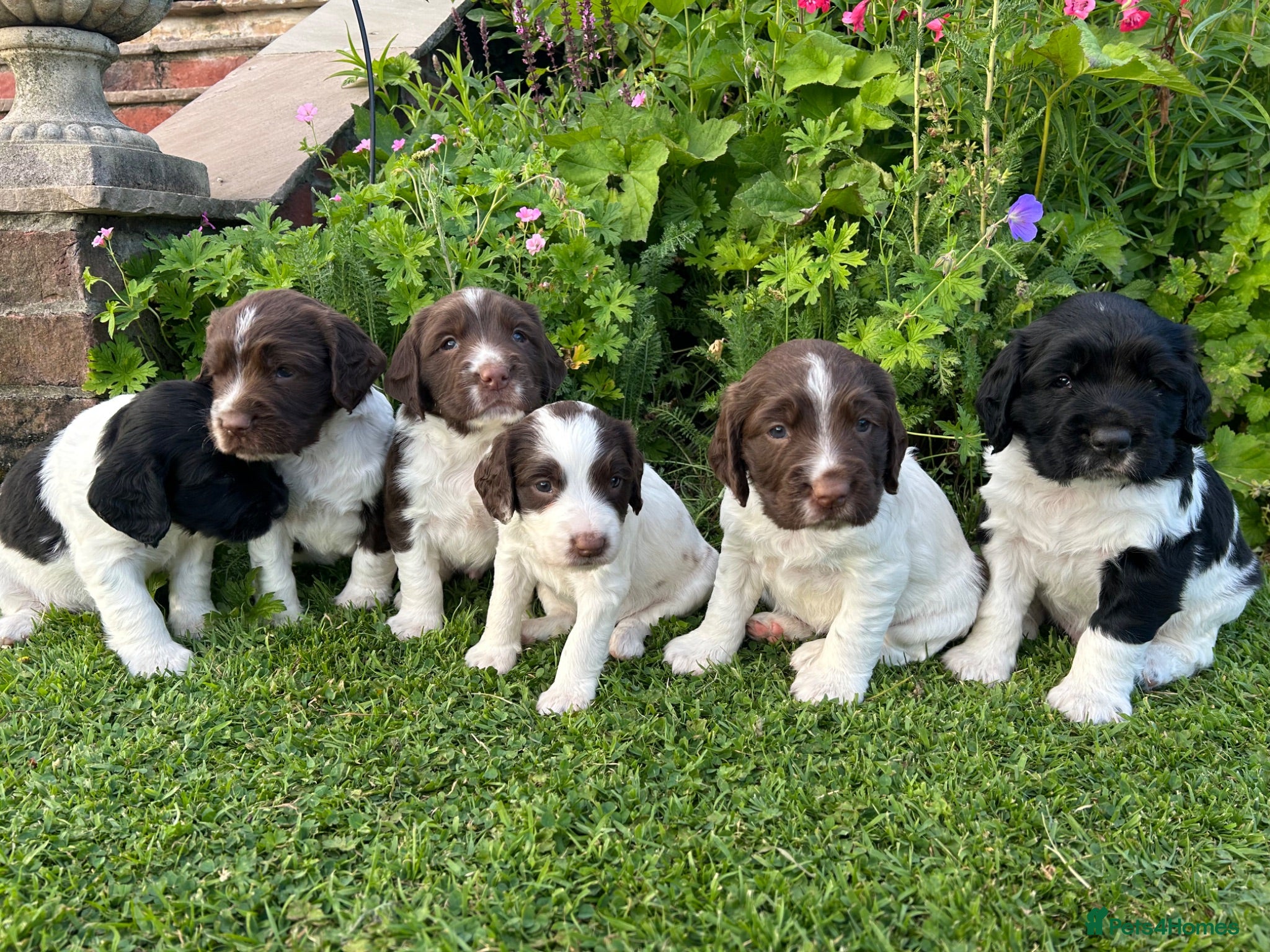 English Springer Spaniel dogs Beautiful Springer Spaniel Puppies For Sale  - Advert 9