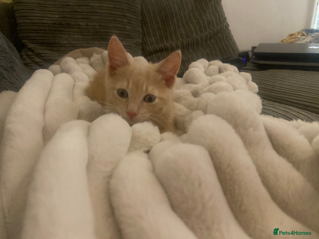 American Wirehair cats for sale: 2 month ginger male kitten - Image 1