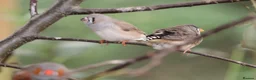 Finches birds for sale: Various Zebra Finch Variants  - Advert 6