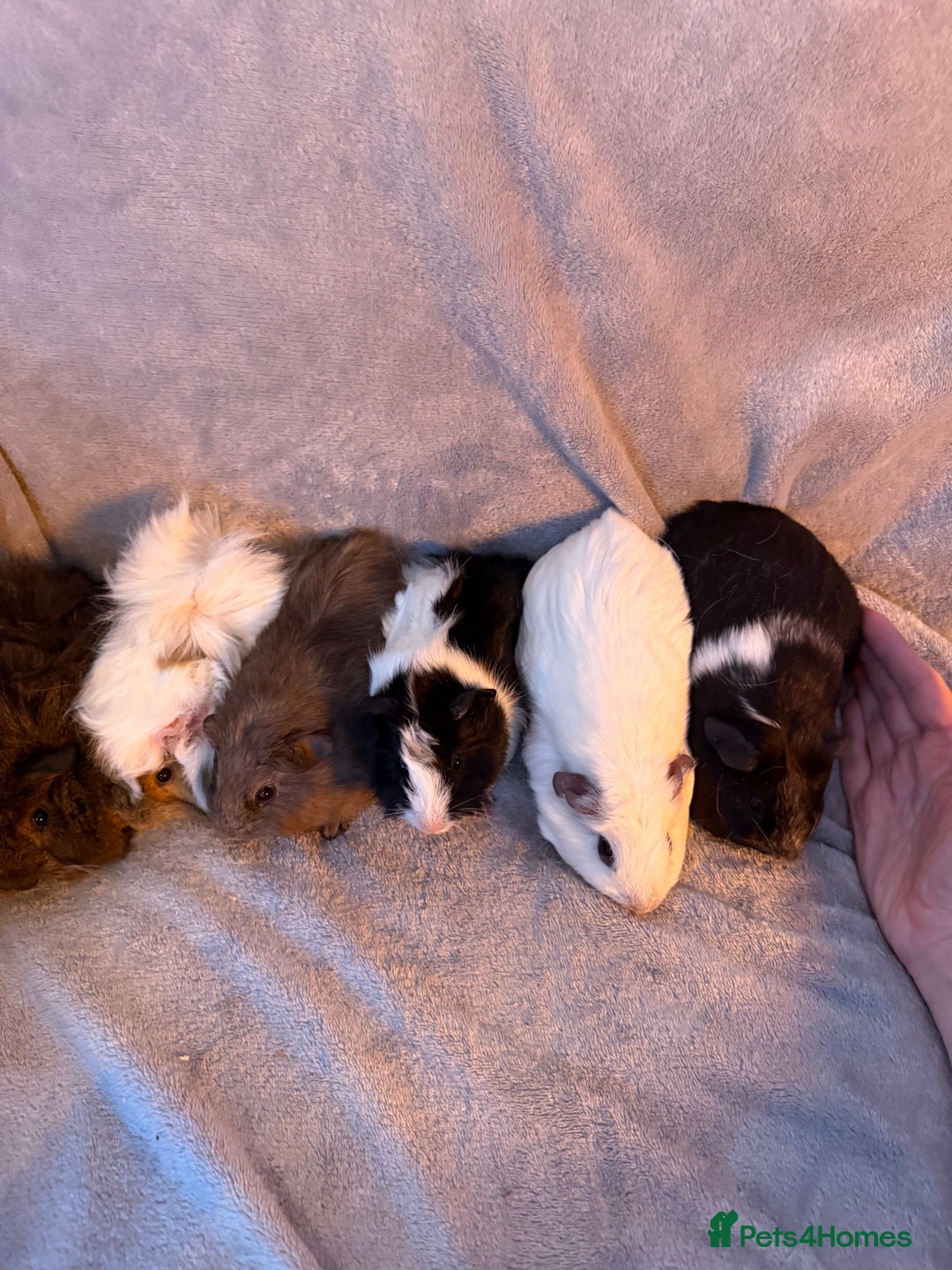 Guinea Pig rodents for sale: Gorgeous Baby Guinea Pigs  - Advert 7